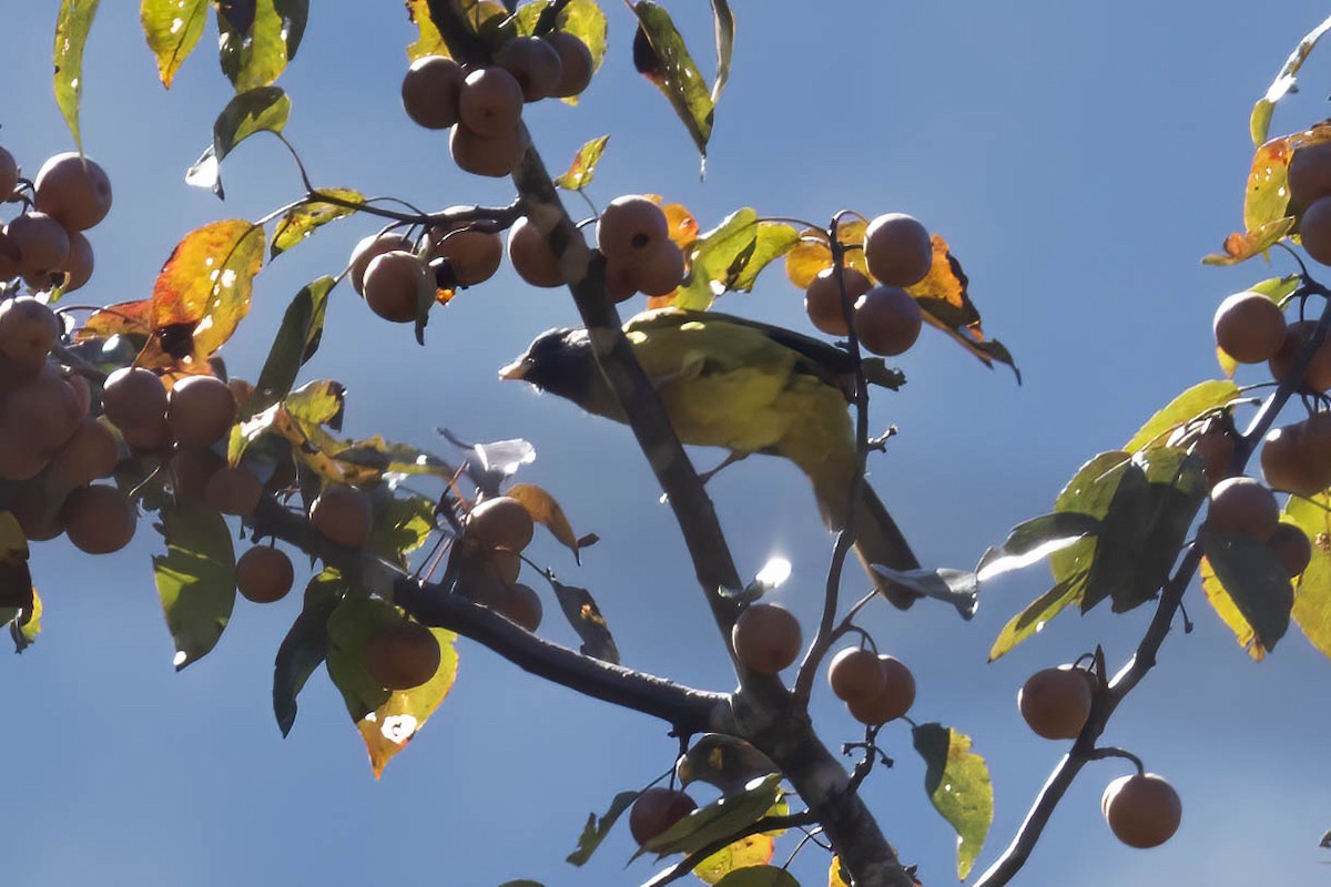 Crested Finchbill - ML645996715