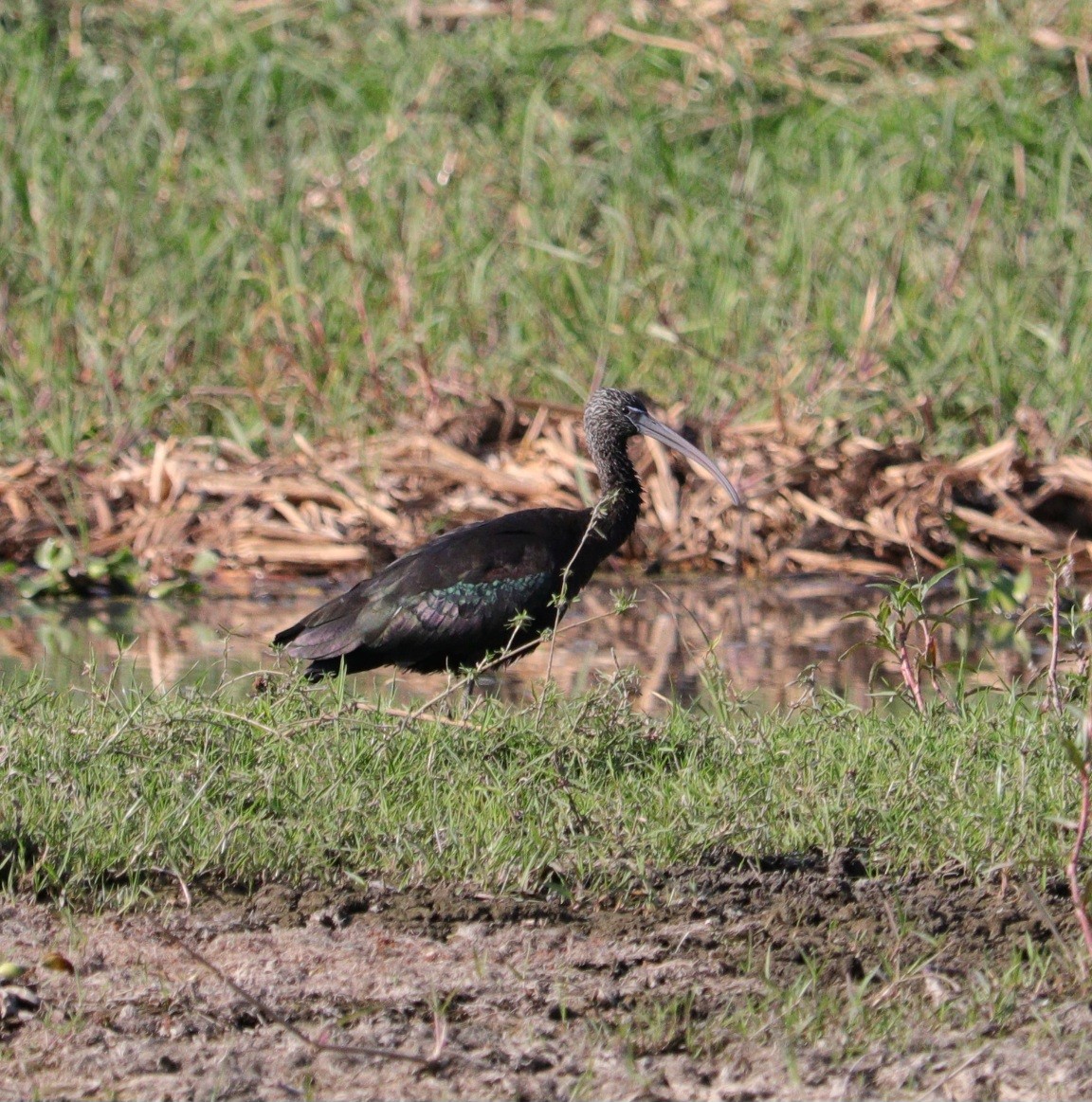 Glossy Ibis - ML645996719