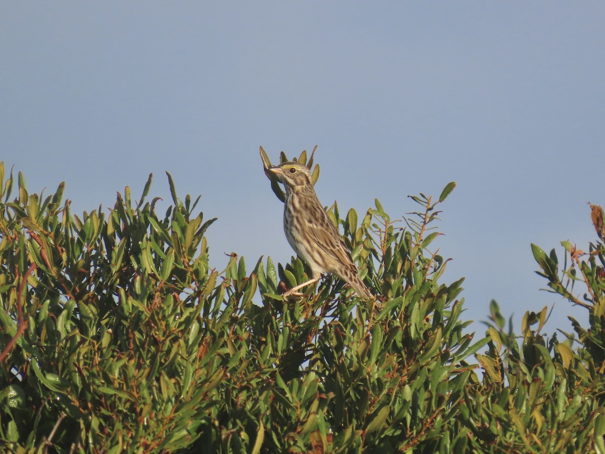 Savannah Sparrow (Savannah) - ML645996727