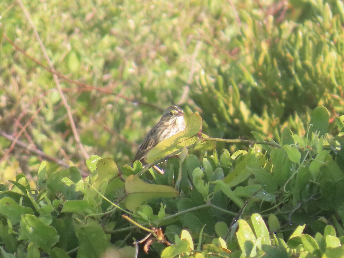 Savannah Sparrow (Savannah) - ML645996728