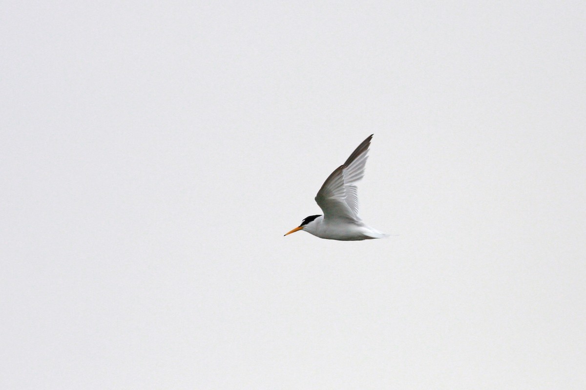 Little Tern - ML645996729