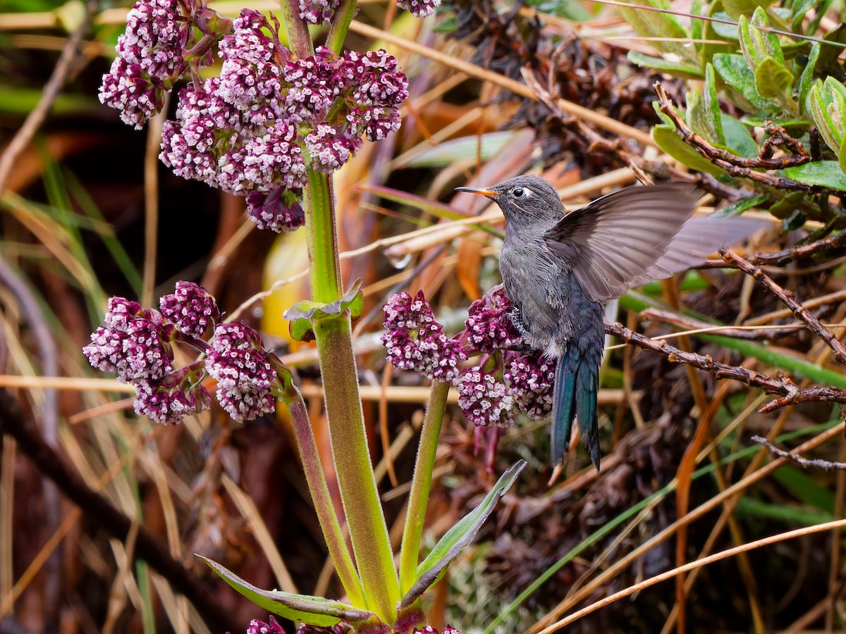 Blue-mantled Thornbill - ML645996731