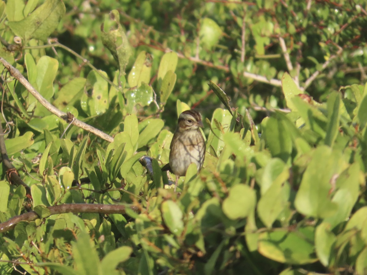 Swamp Sparrow - ML645996732