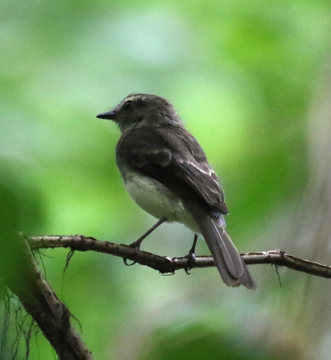 Fuscous Flycatcher - ML645996733