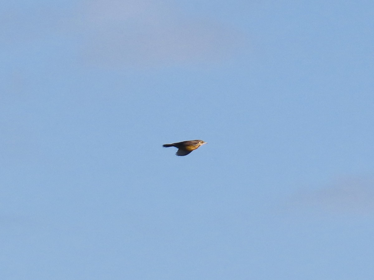 Eastern Meadowlark - ML645996736