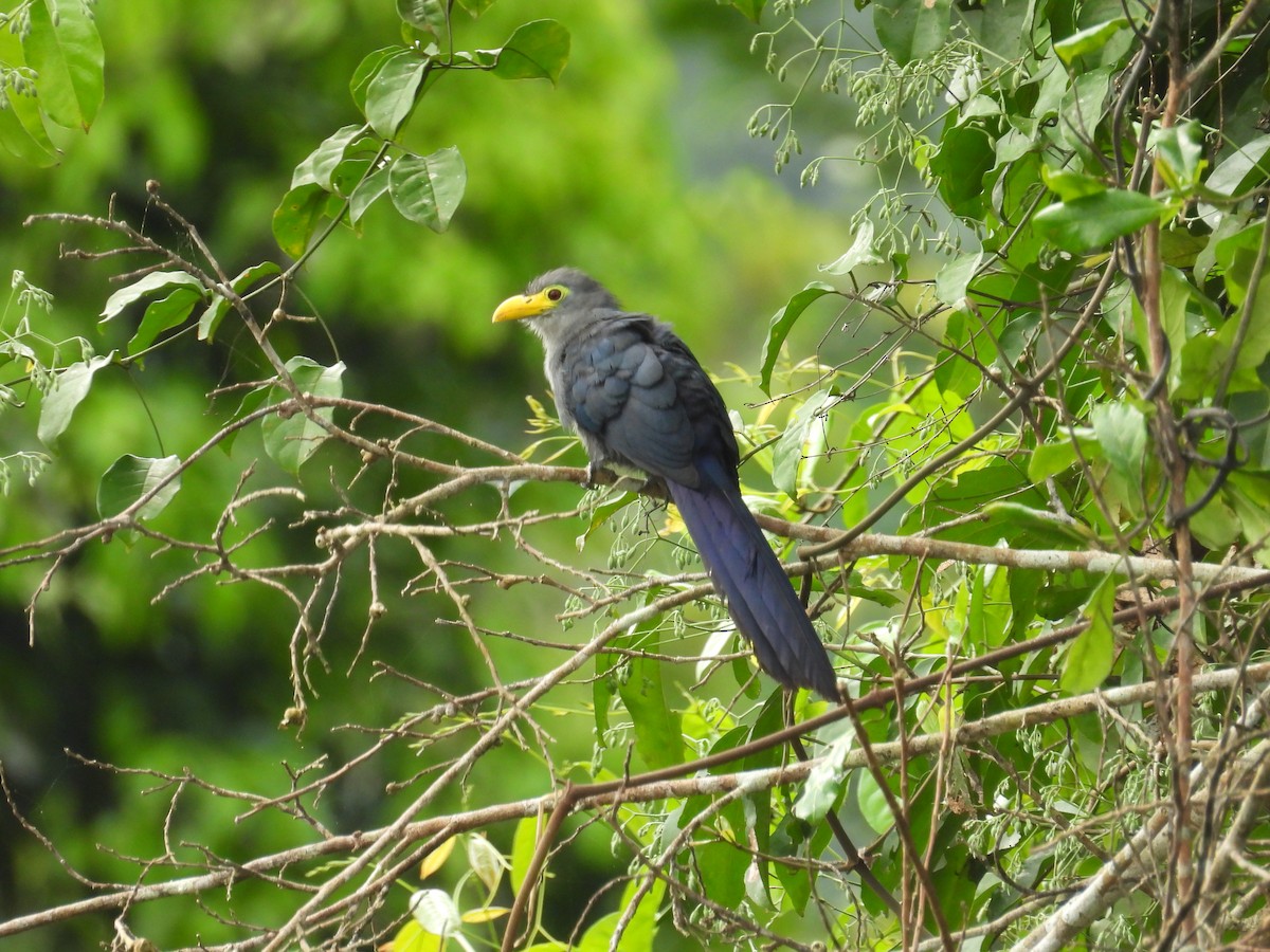 Blue Malkoha - ML645996737