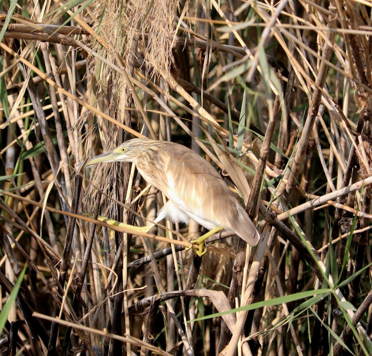 Squacco Heron - ML645996738