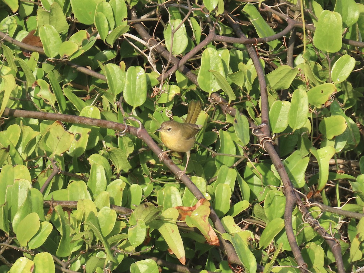 Common Yellowthroat - ML645996739