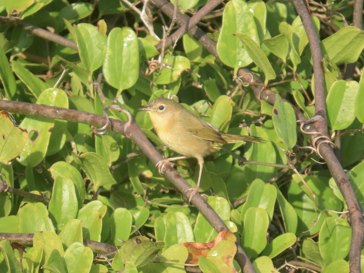 Common Yellowthroat - ML645996740