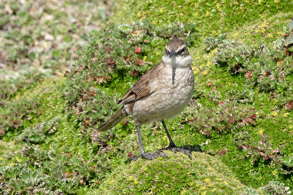 Chestnut-winged Cinclodes - ML645996741