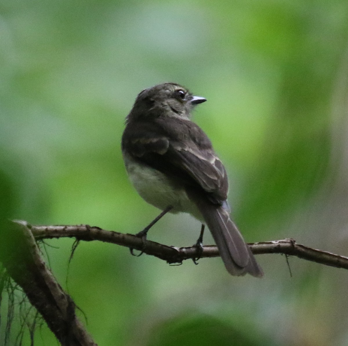 Fuscous Flycatcher - ML645996742
