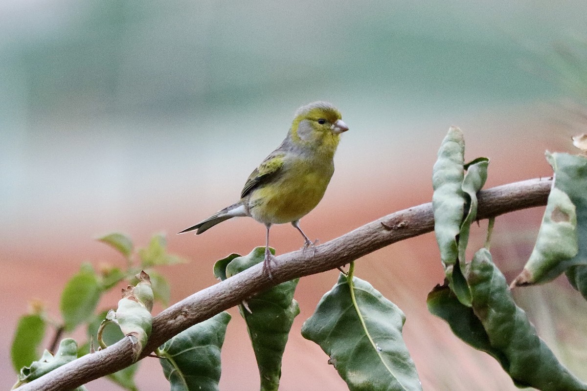 Island Canary - ML645996743