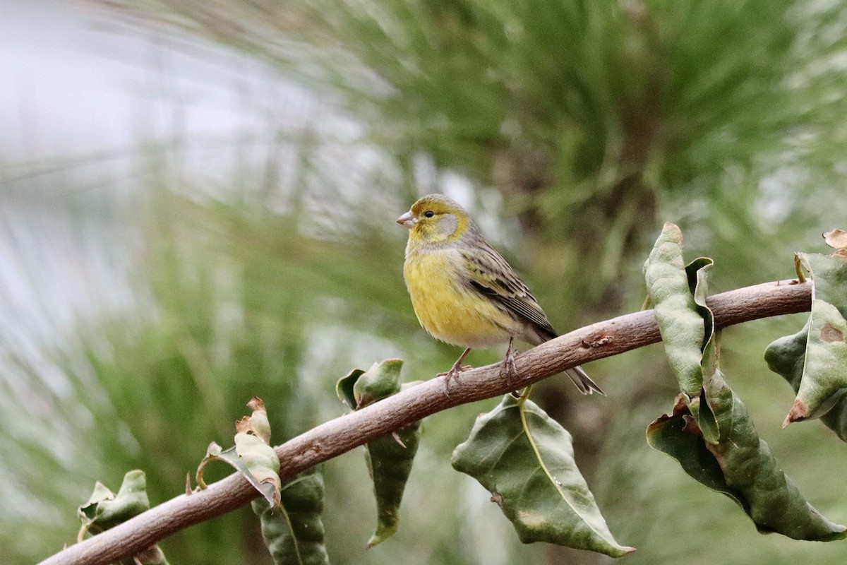 Island Canary - ML645996744