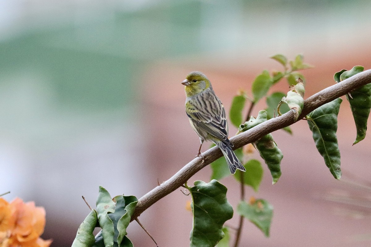 Island Canary - ML645996745