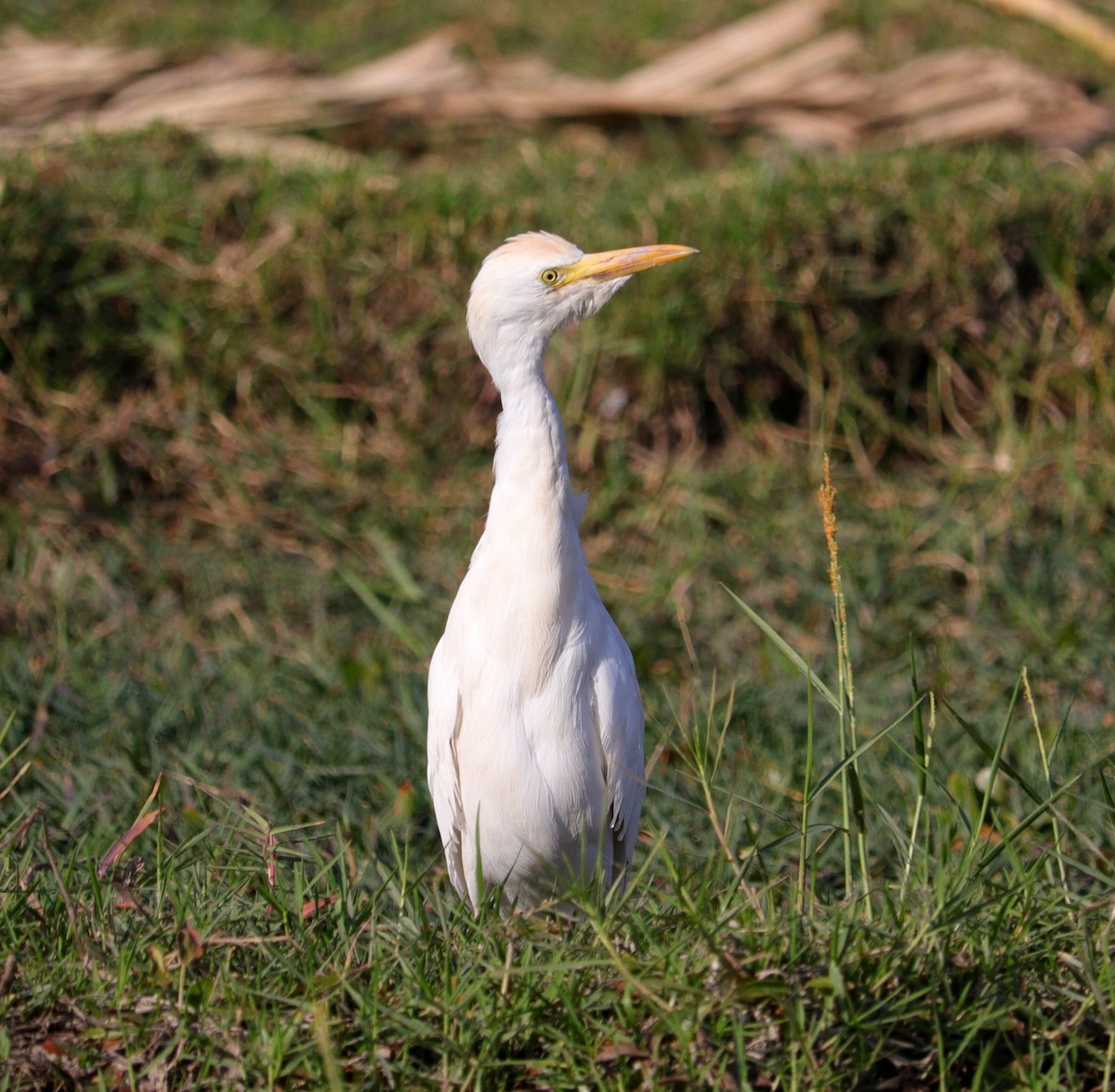 Western Cattle-Egret - ML645996746