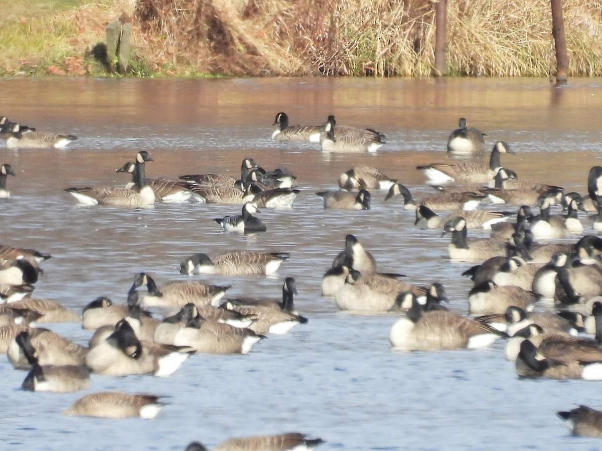 Barnacle Goose - ML645996750