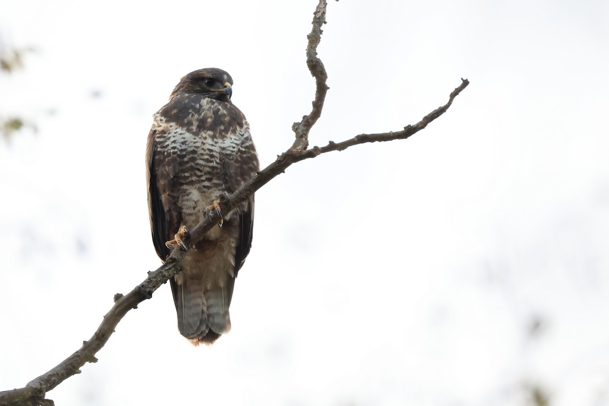 Common Buzzard - ML645996751