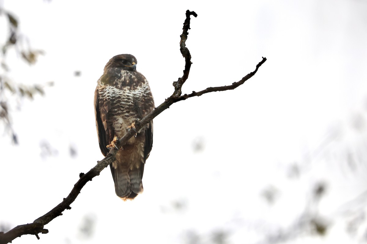 Common Buzzard - ML645996752