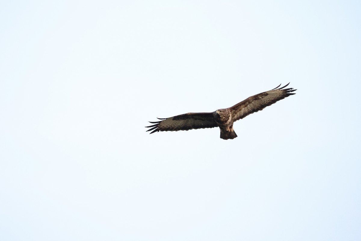 Common Buzzard - ML645996753