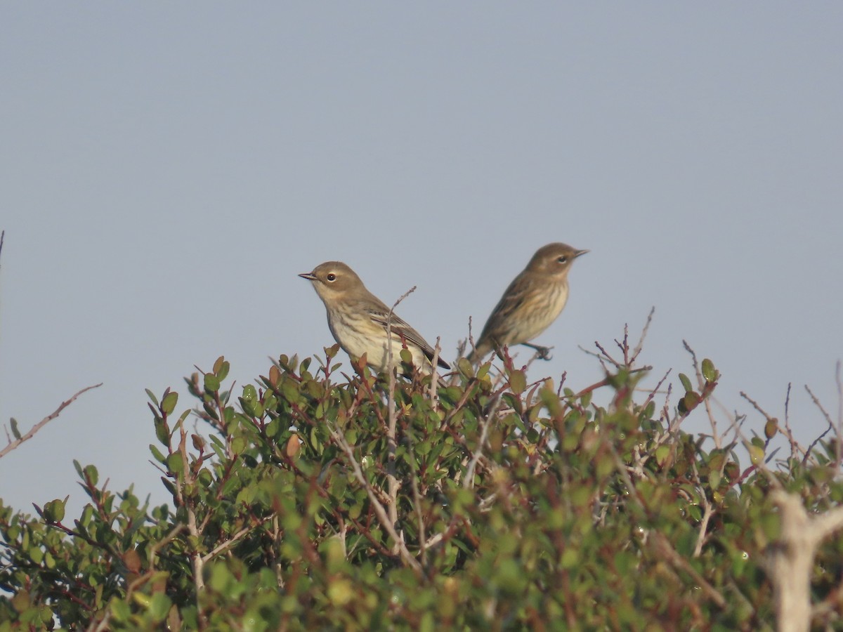 Yellow-rumped Warbler (Myrtle) - ML645996754