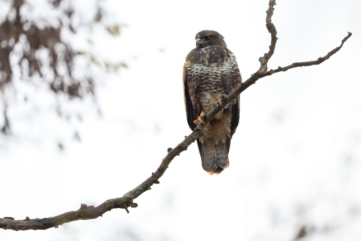 Common Buzzard - ML645996755