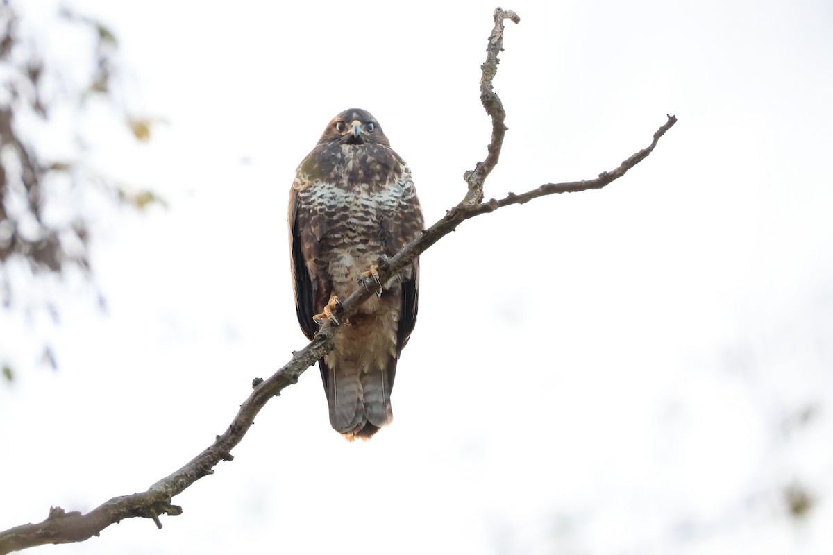 Common Buzzard - ML645996756
