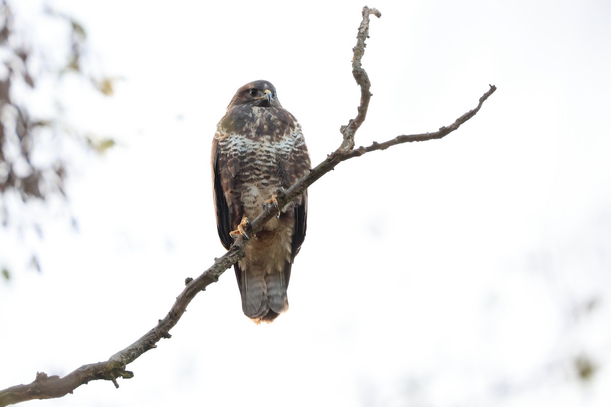Common Buzzard - ML645996757