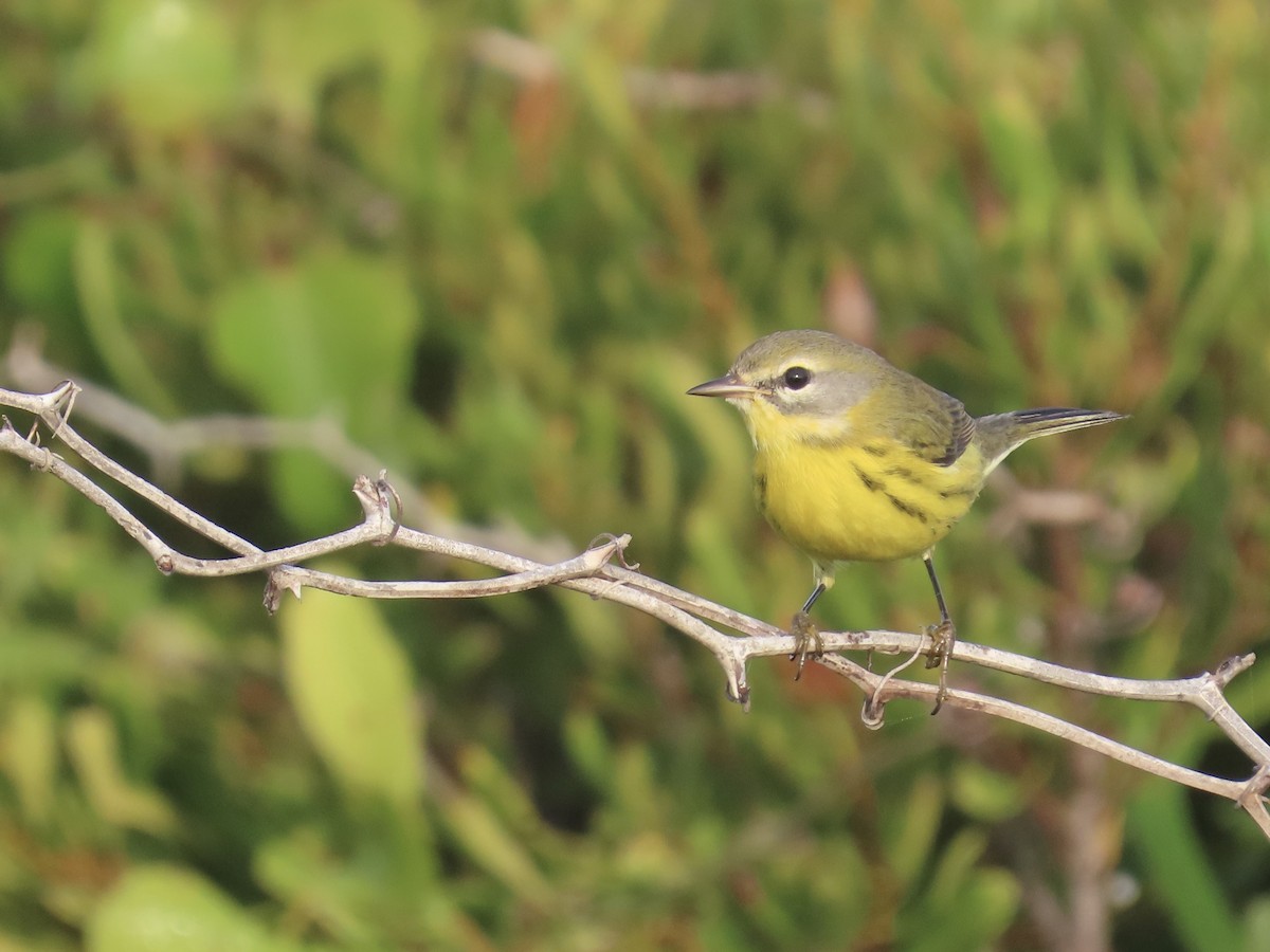 Prairie Warbler - ML645996758