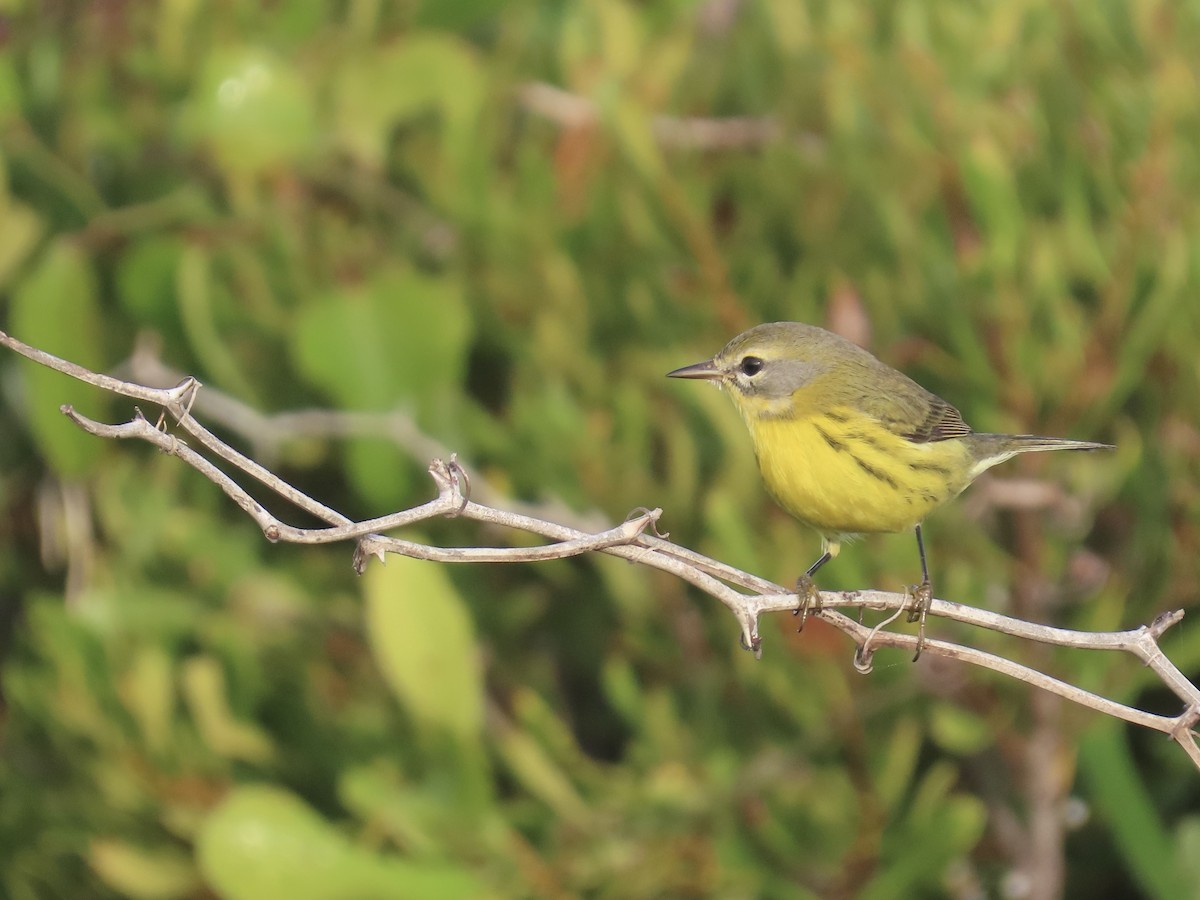 Prairie Warbler - ML645996759