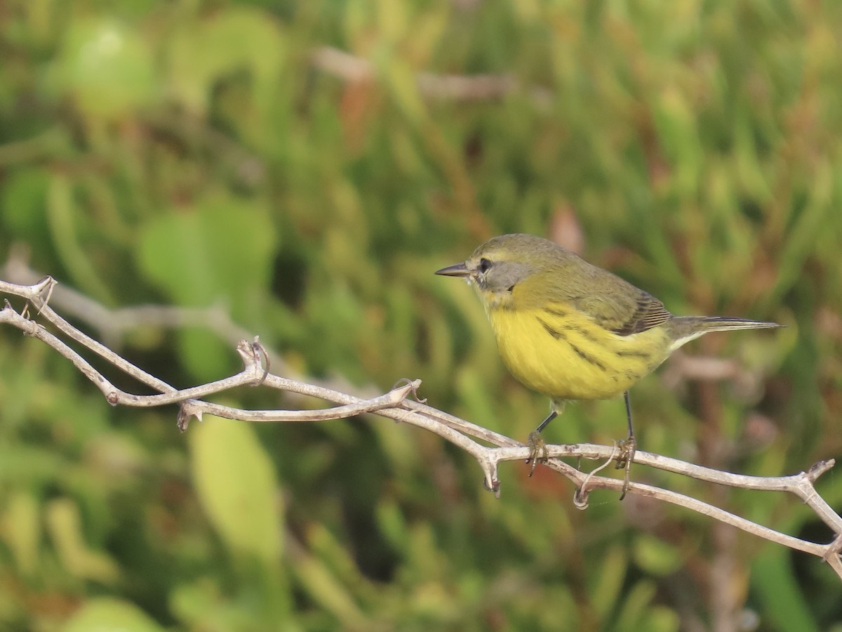 Prairie Warbler - ML645996760