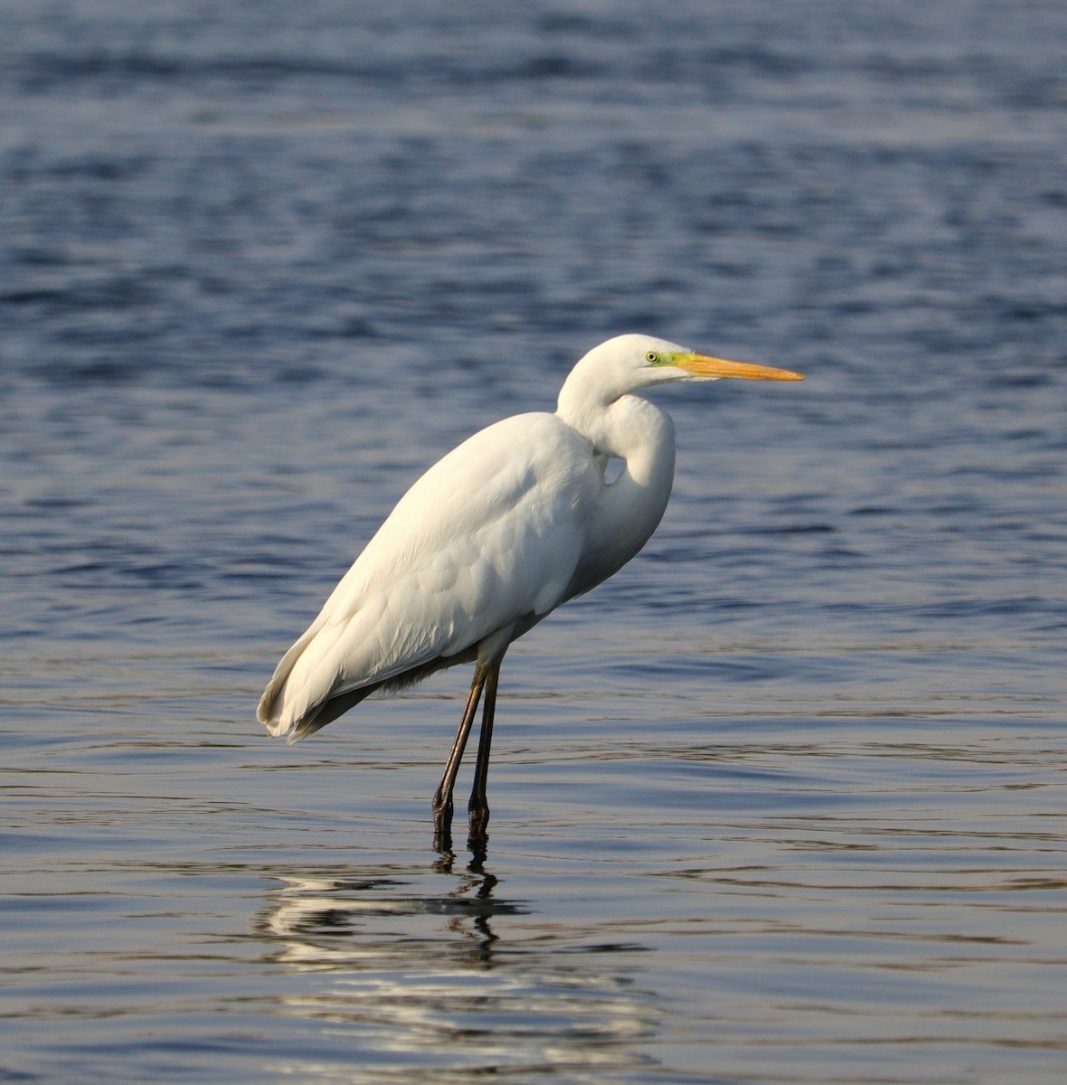 Great Egret - ML645996762
