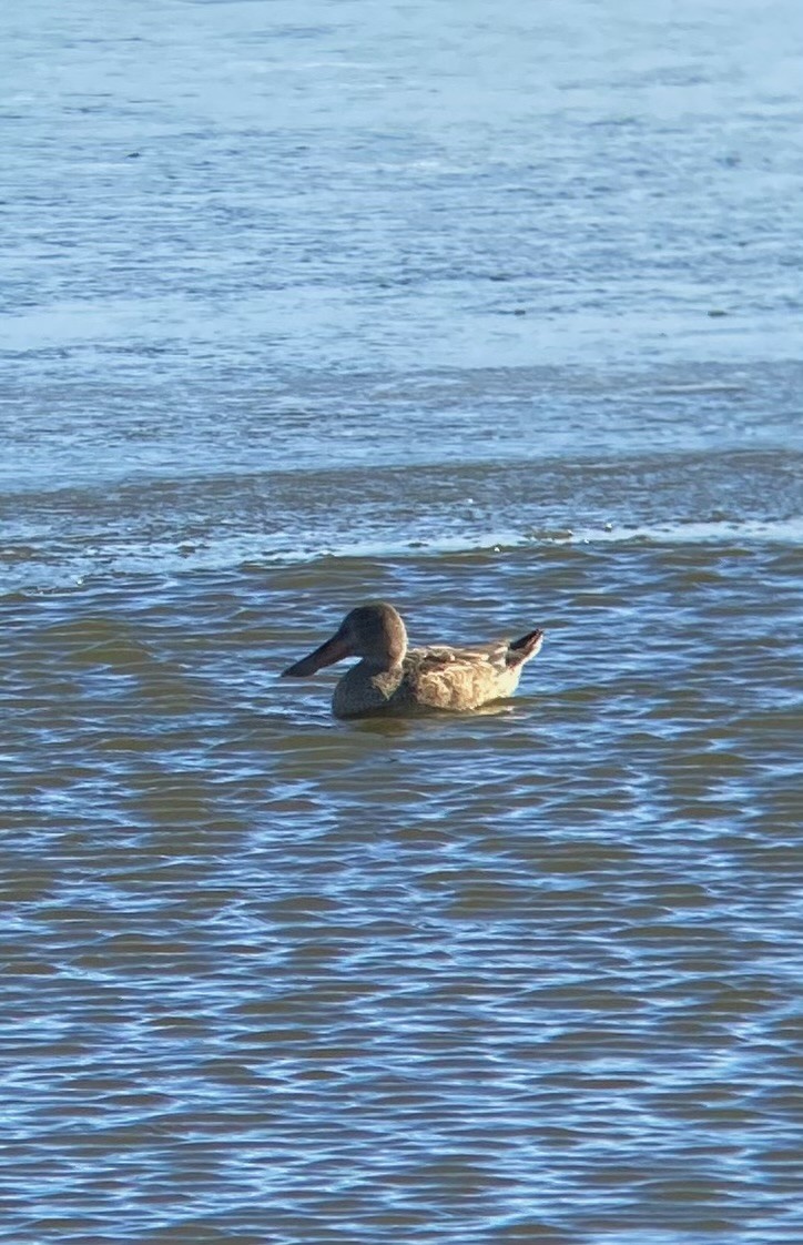 Northern Shoveler - ML645996763