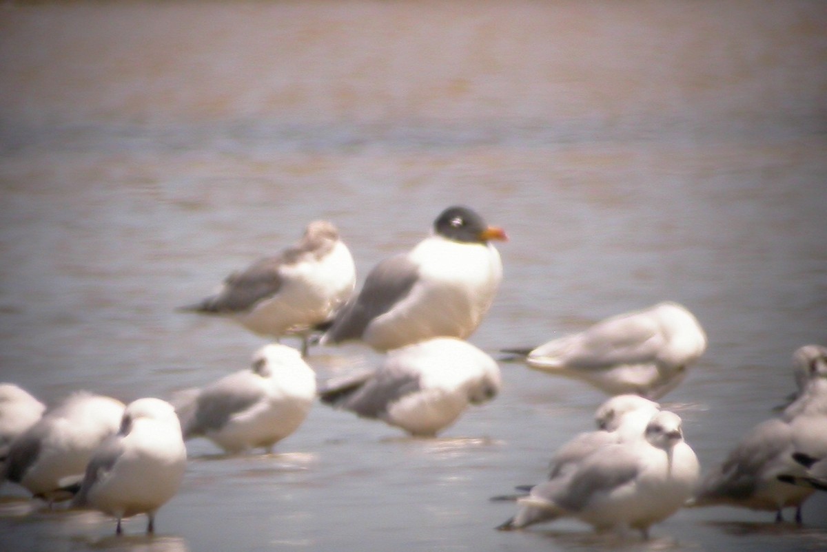 Мартин каспійський - ML645996772