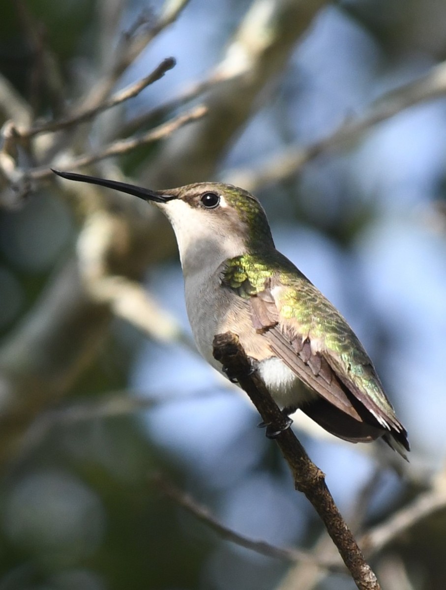 Колібрі рубіновогорлий - ML645996773