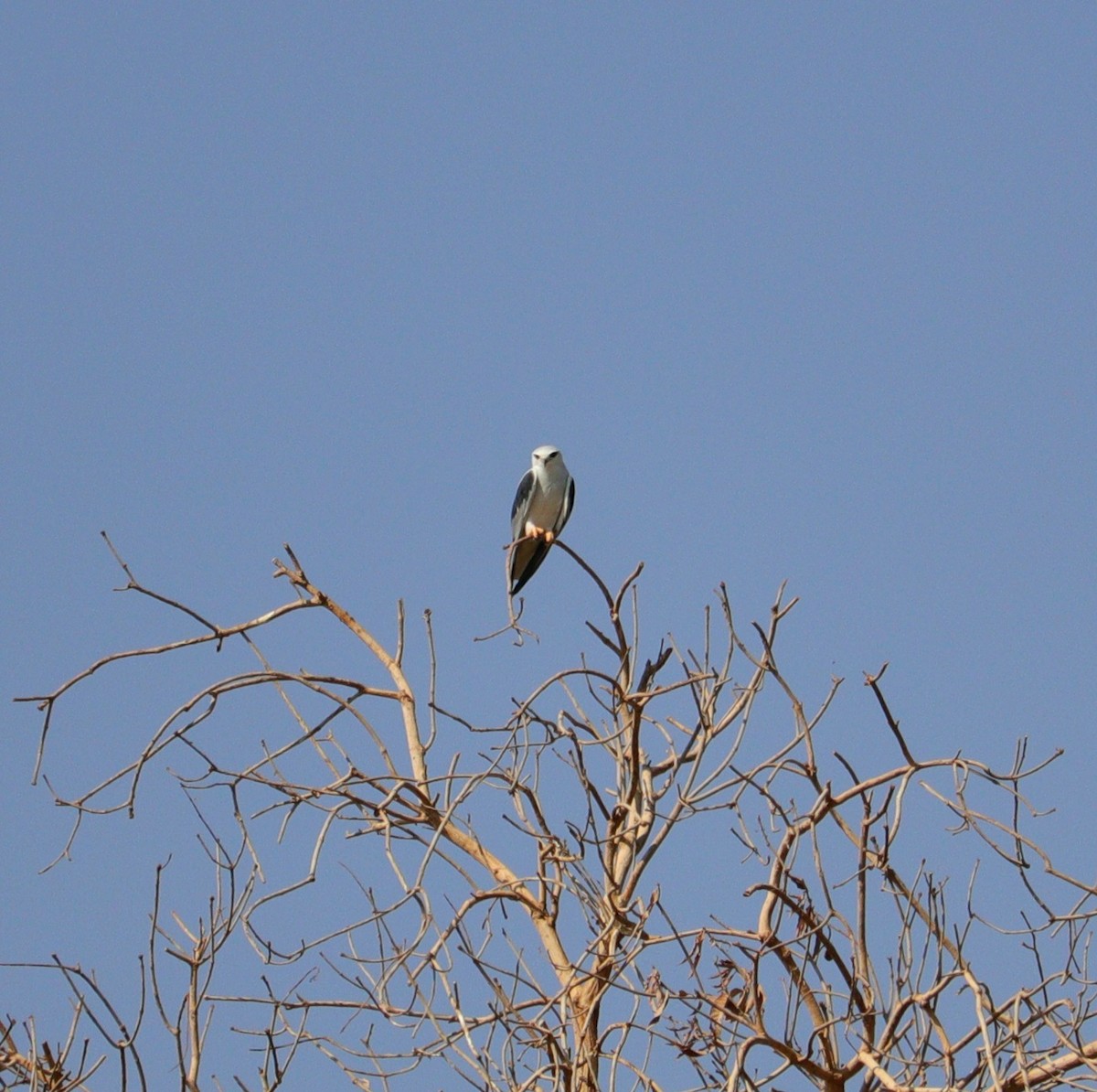 Elanio Común - ML645996787
