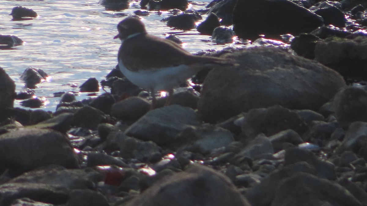 Chorlitejo Culirrojo - ML645996788