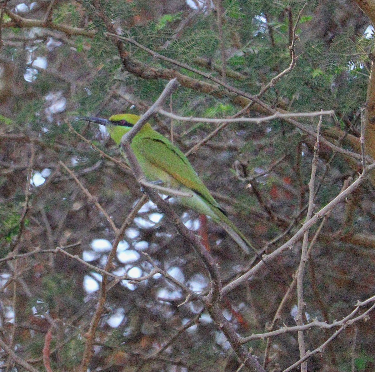 Abejaruco Esmeralda Africano - ML645996791