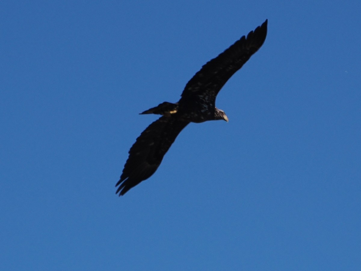 Pigargo Americano - ML645996792