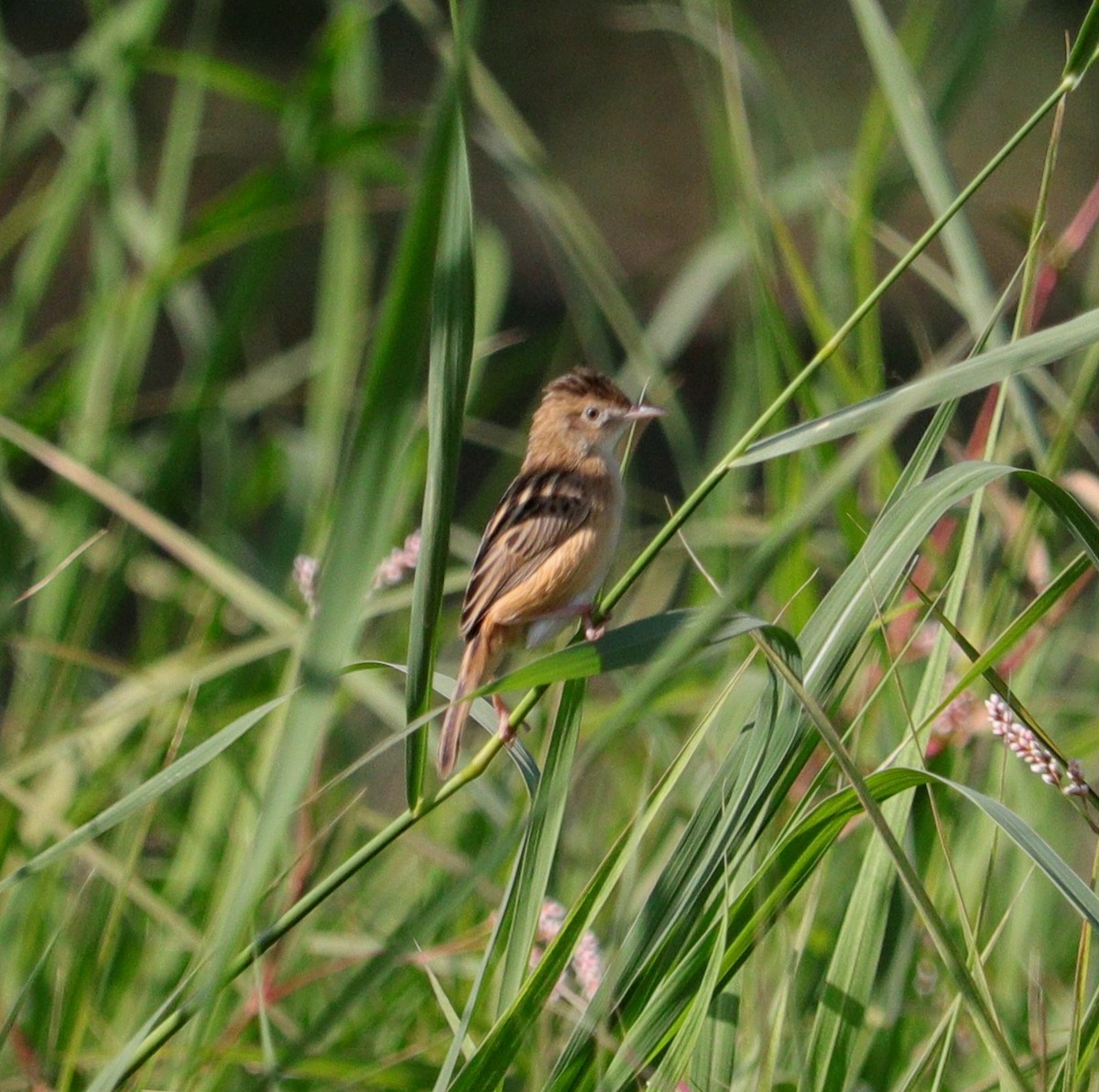 Cistícola Buitrón - ML645996793