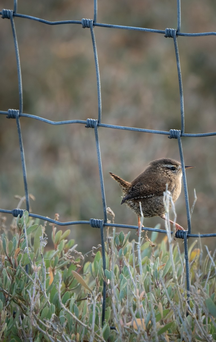 Chochín Paleártico - ML645996794
