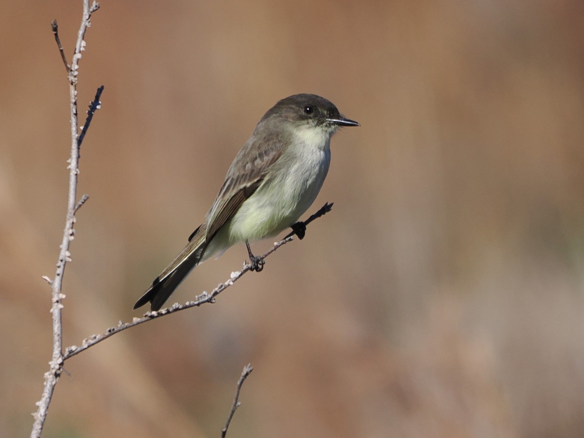 Mosquero Fibí - ML645996795