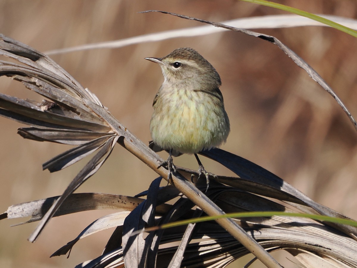 Reinita Palmera - ML645996799