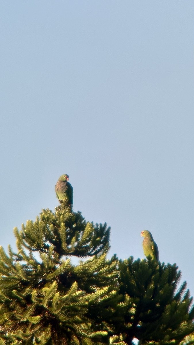 Amazona Vinosa - ML645996800