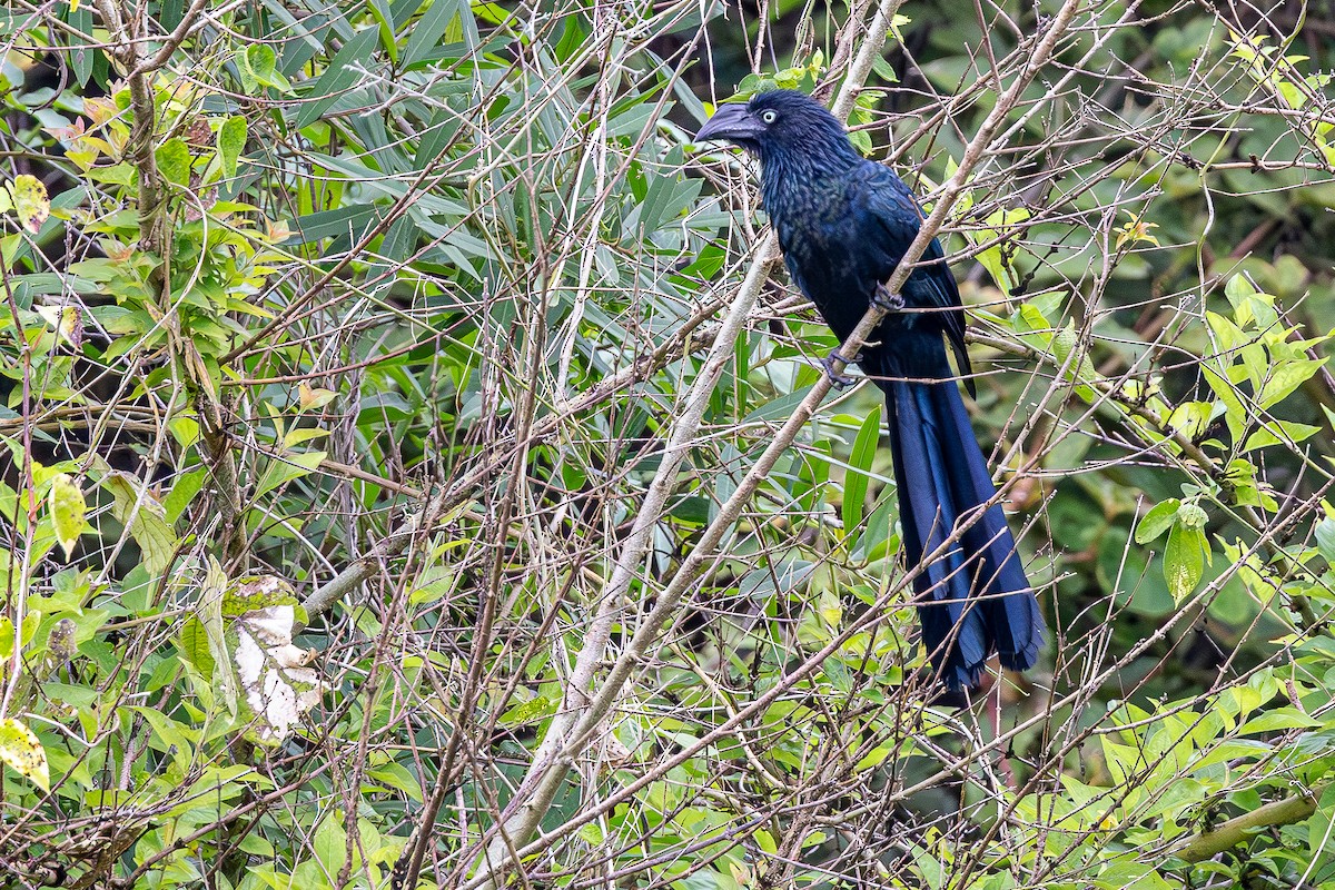 Garrapatero Mayor - ML645996801