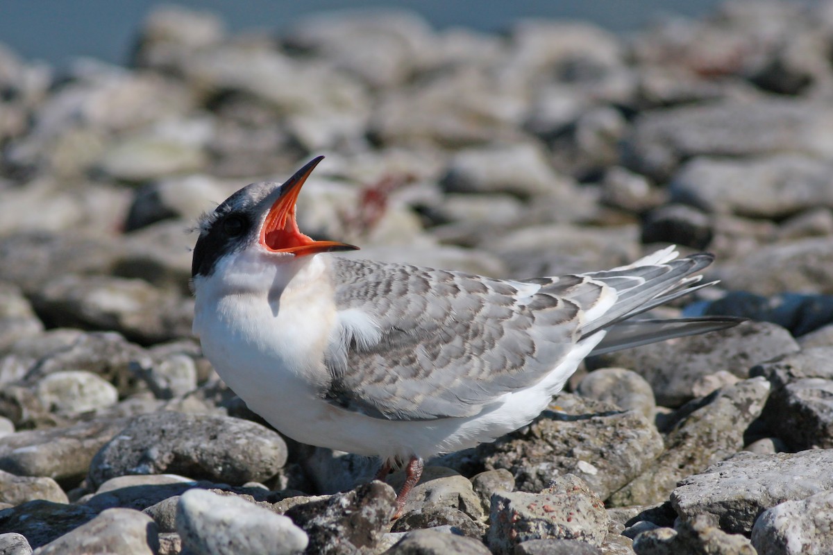 Charrán Ártico - ML645996802