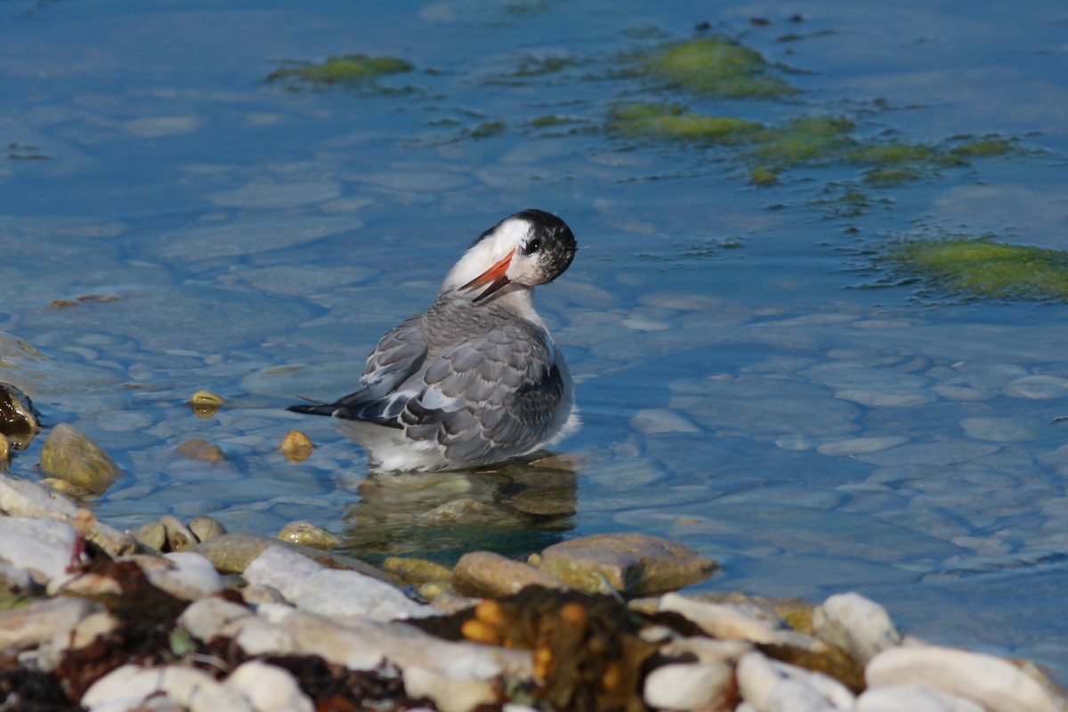 Charrán Ártico - ML645996803