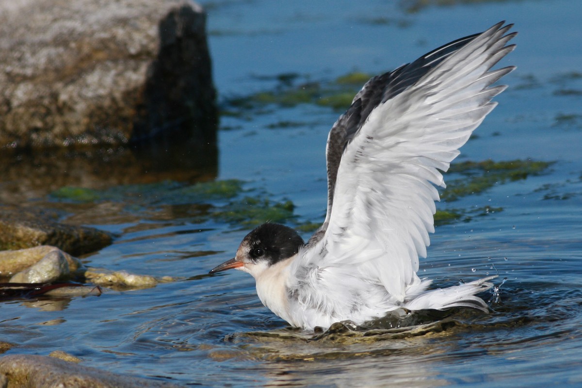 Charrán Ártico - ML645996804