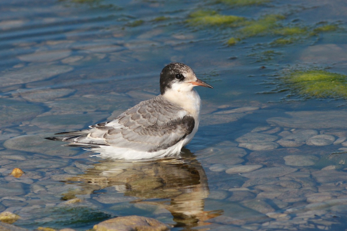 Charrán Ártico - ML645996805