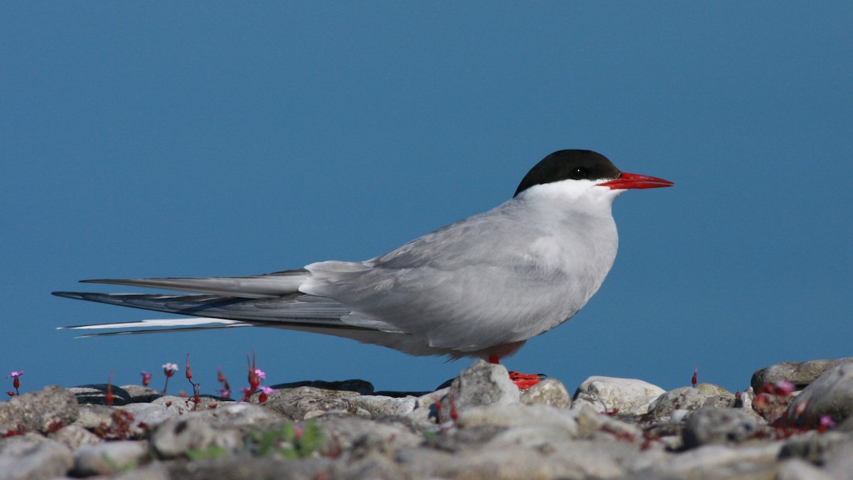 Charrán Ártico - ML645996807