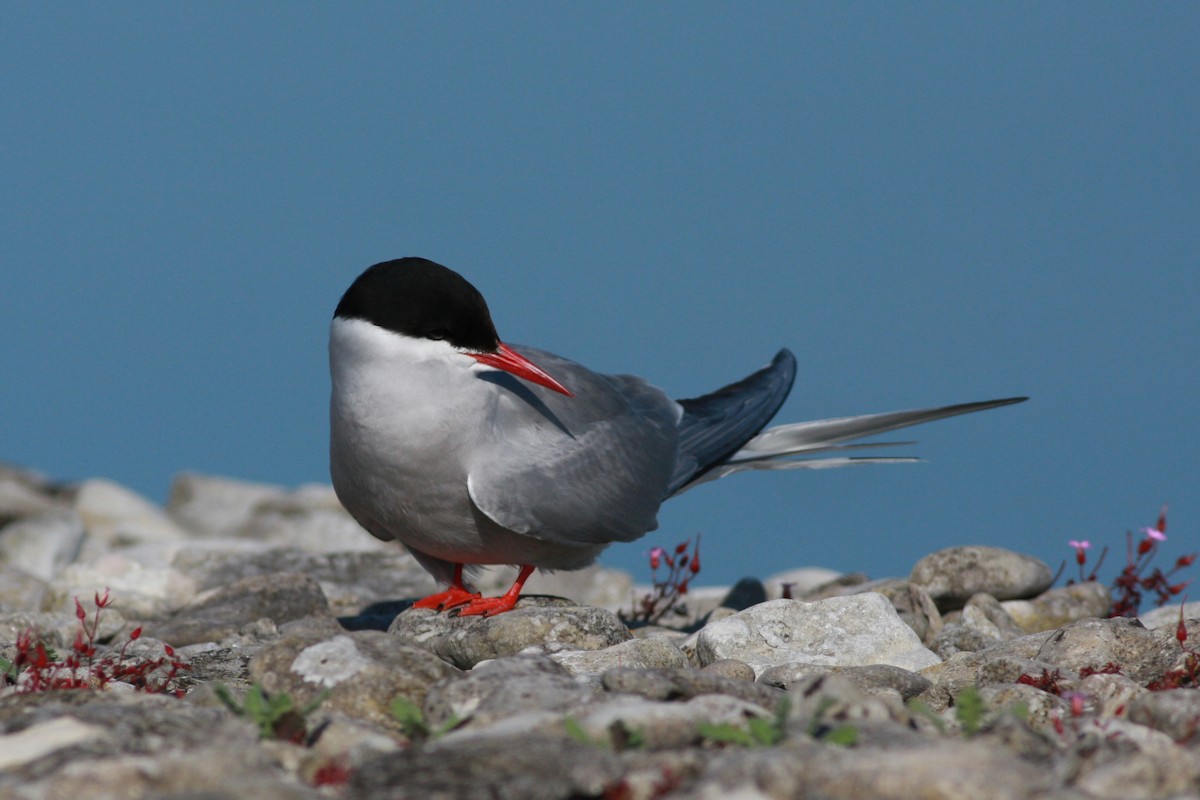 Charrán Ártico - ML645996809